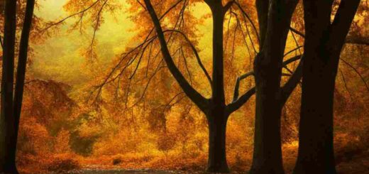 Un autunno da dipingere e da vivere: le mete ideali per ammirare il foliage in Italia nel 2025 5 Foliage autunnale