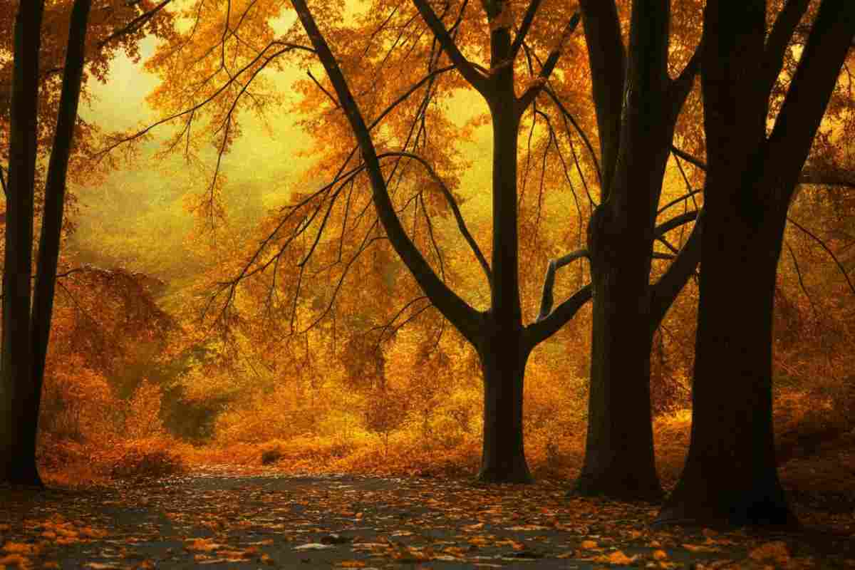 Un autunno da dipingere e da vivere: le mete ideali per ammirare il foliage in Italia nel 2025 1 Foliage autunnale