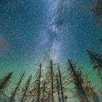 Bosco cielo stellato