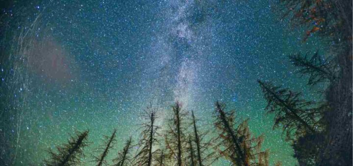 Vivere la natura di notte, un'esperienza unica di vacanza: le mete migliore per il "turismo notturno" 5 Bosco cielo stellato