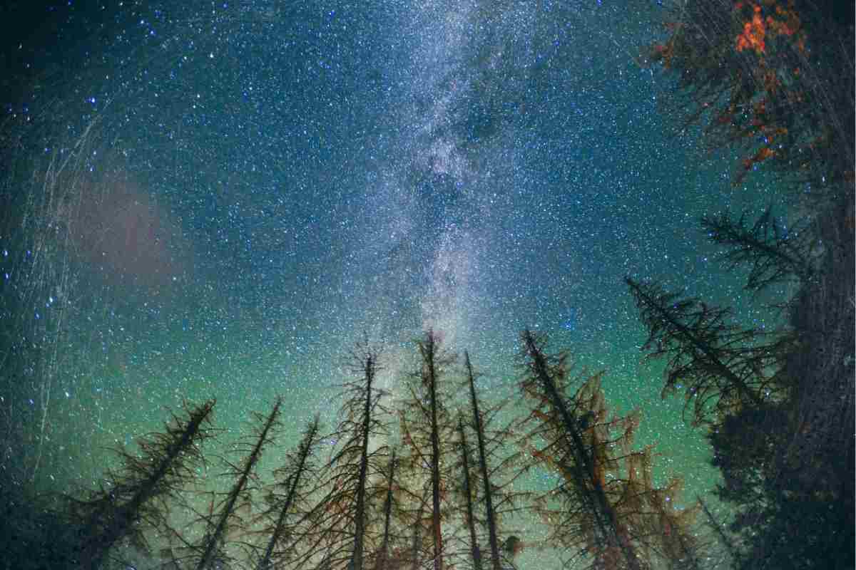 Vivere la natura di notte, un'esperienza unica di vacanza: le mete migliore per il "turismo notturno" 1 Bosco cielo stellato