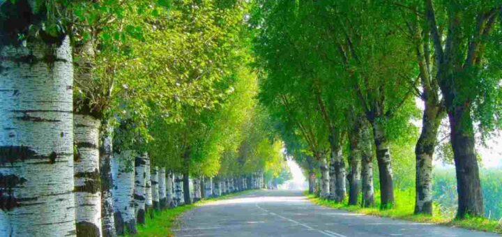 Per gli amanti della natura selvaggia, questi sono gli itinerari perfetti da percorrere a piedi 6 Natura tra Imola e Faenza
