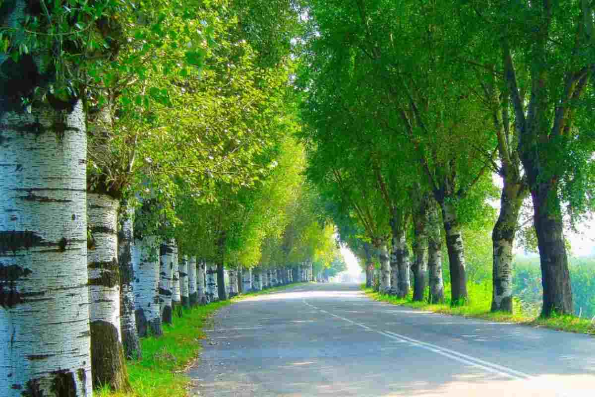 Per gli amanti della natura selvaggia, questi sono gli itinerari perfetti da percorrere a piedi 1 Natura tra Imola e Faenza